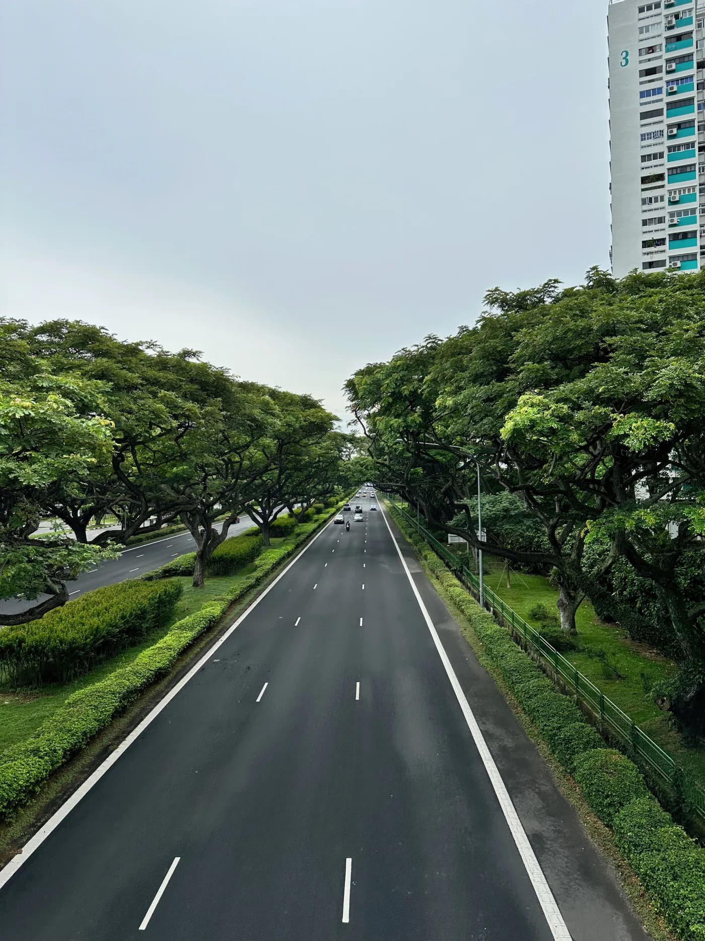 A Singapore tree comes down