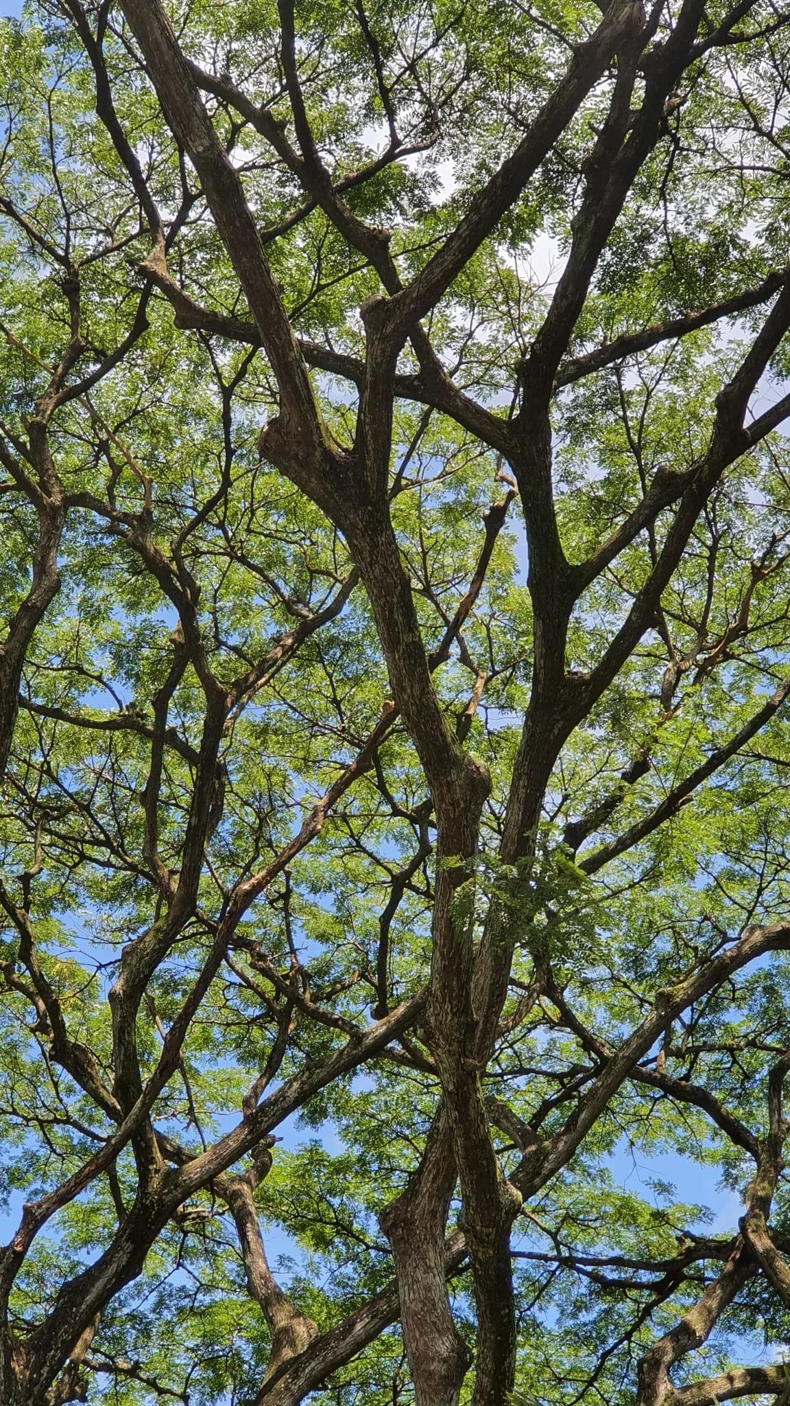A rescued Singapore tree — the wood inside every board